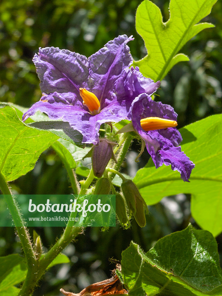 411026 - Kartoffelbaum (Solanum wrightii)