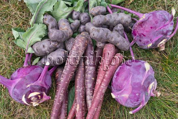 576008 - Kartoffeln (Solanum tuberosum 'Violetta'), Möhren (Daucus carota subsp. sativus) und Kohlrabis (Brassica oleracea var. gongyloides)