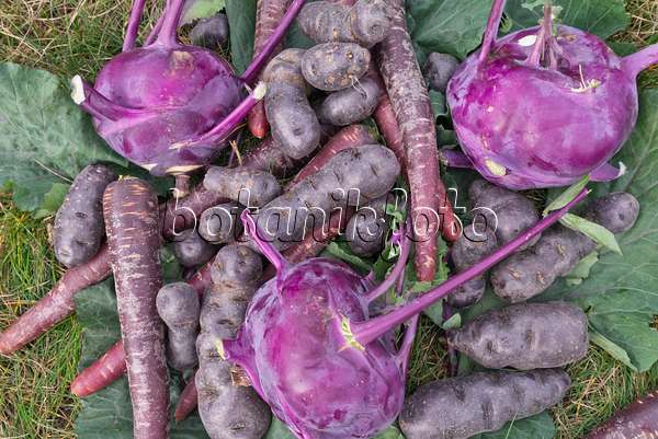 576009 - Kartoffeln (Solanum tuberosum 'Violetta'), Möhren (Daucus carota subsp. sativus) und Kohlrabis (Brassica oleracea var. gongyloides)