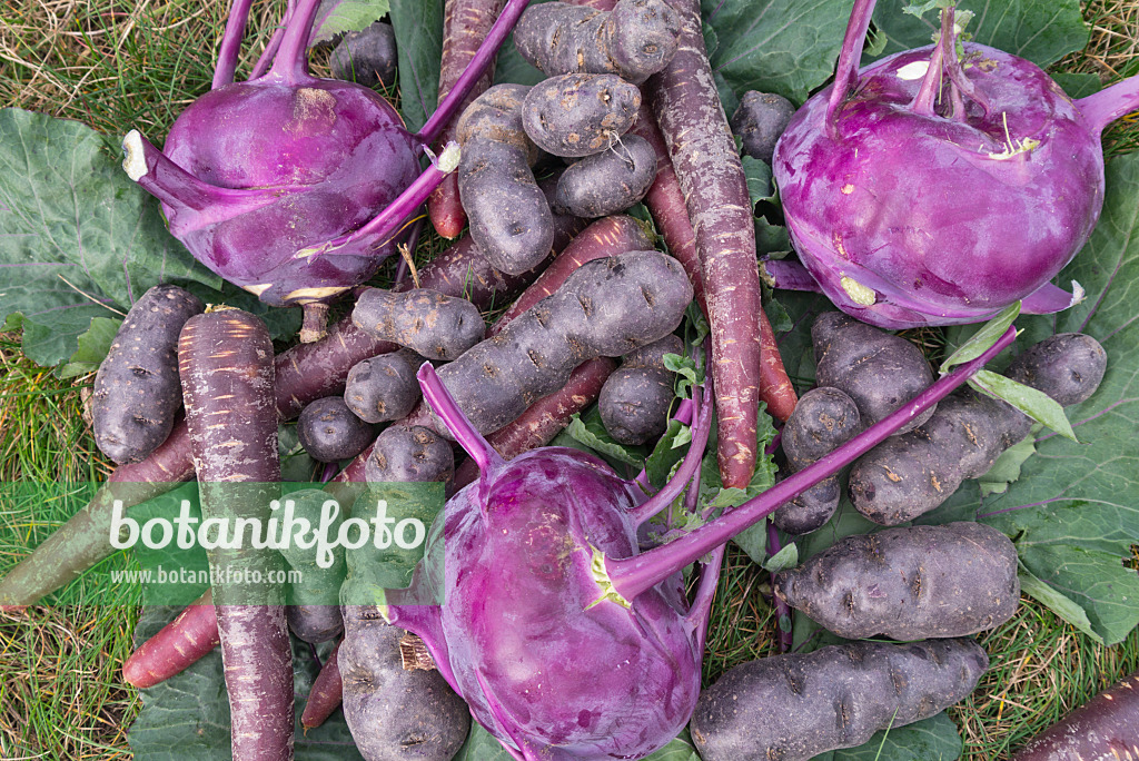 576009 - Kartoffeln (Solanum tuberosum 'Violetta'), Möhren (Daucus carota subsp. sativus) und Kohlrabis (Brassica oleracea var. gongyloides)