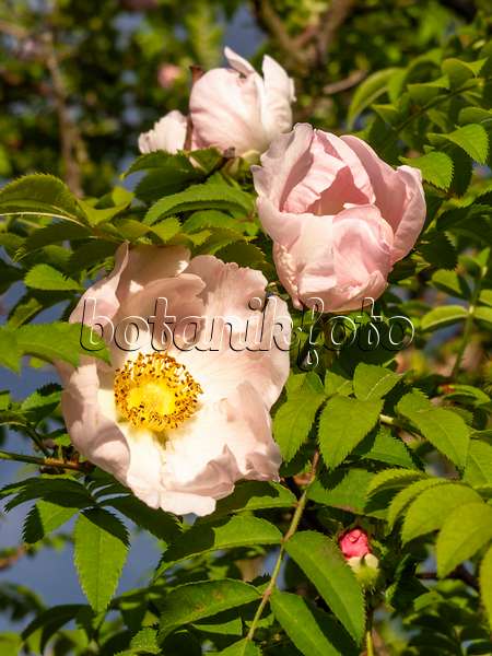 438035 - Kastanienrose (Rosa roxburghii)