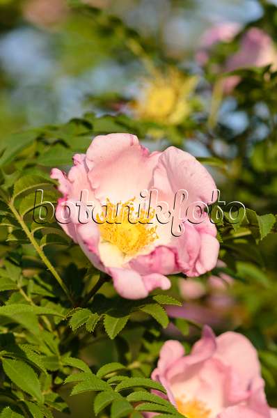 521010 - Kastanienrose (Rosa roxburghii)