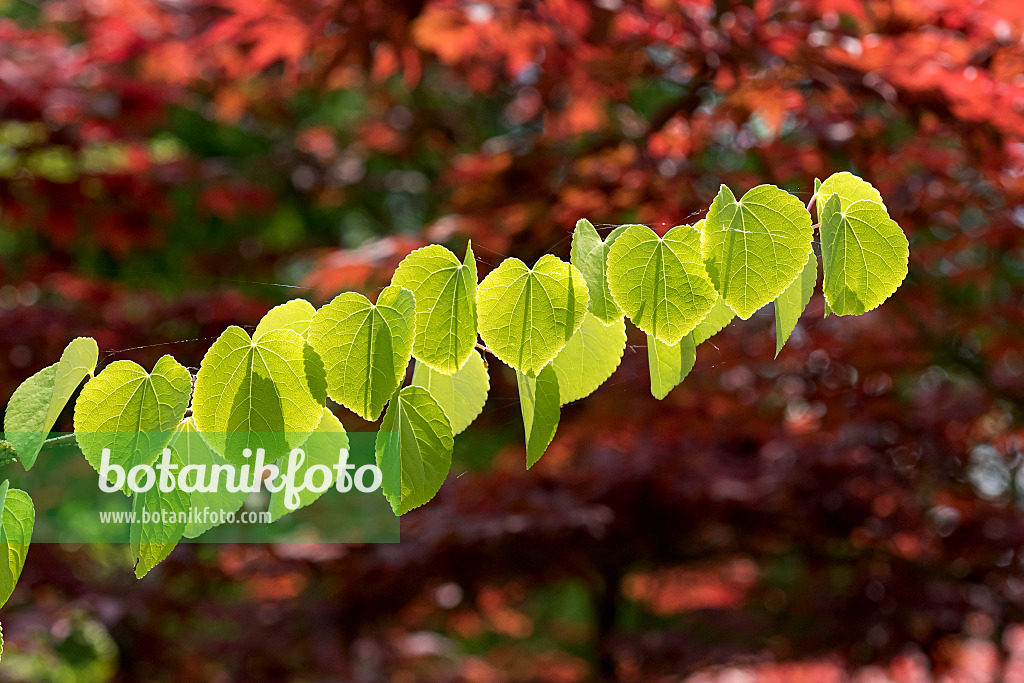 625146 - Katsurabaum (Cercidiphyllum japonicum)