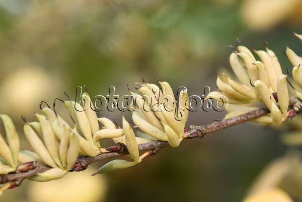 625148 - Katsurabaum (Cercidiphyllum japonicum)