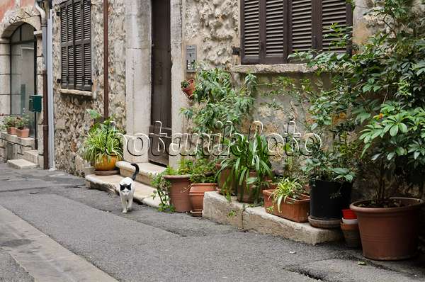 569082 - Katze vor einem Altstadthaus mit Blumentöpfen, Vence, Frankreich