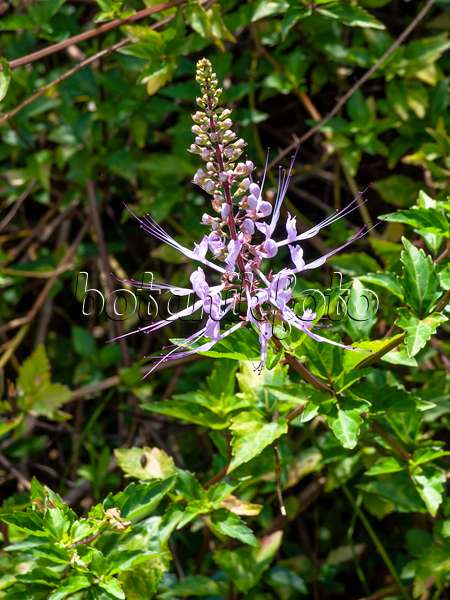 434180 - Katzenbart (Orthosiphon aristatus 'Purple')