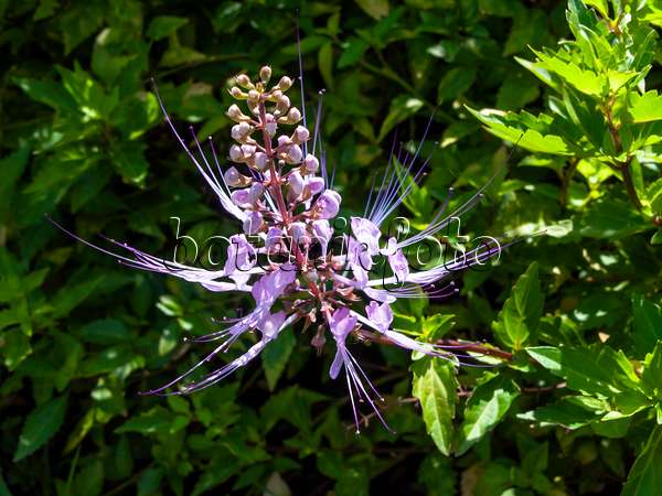 434181 - Katzenbart (Orthosiphon aristatus 'Purple')