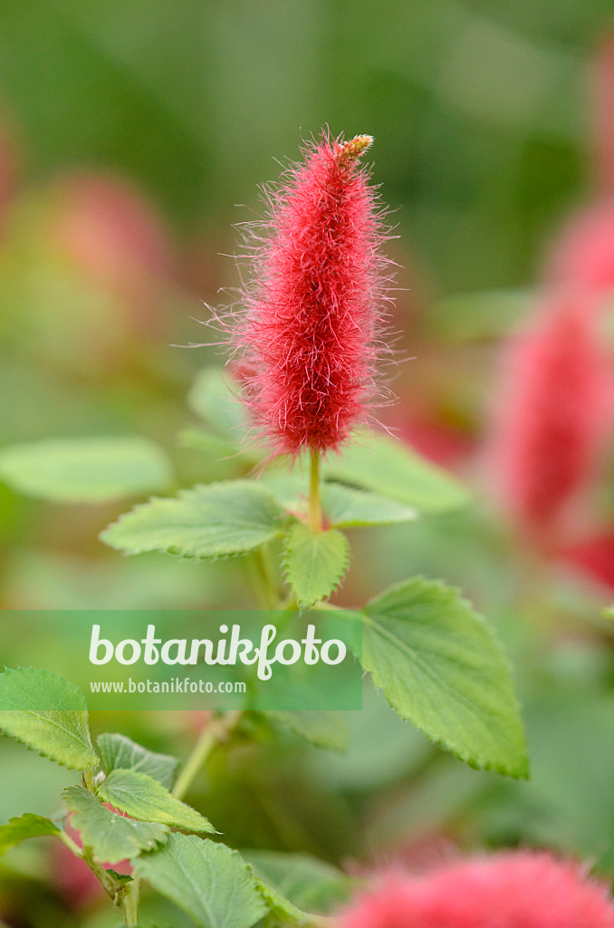 547396 - Katzenschwanz (Acalypha hispaniolae)