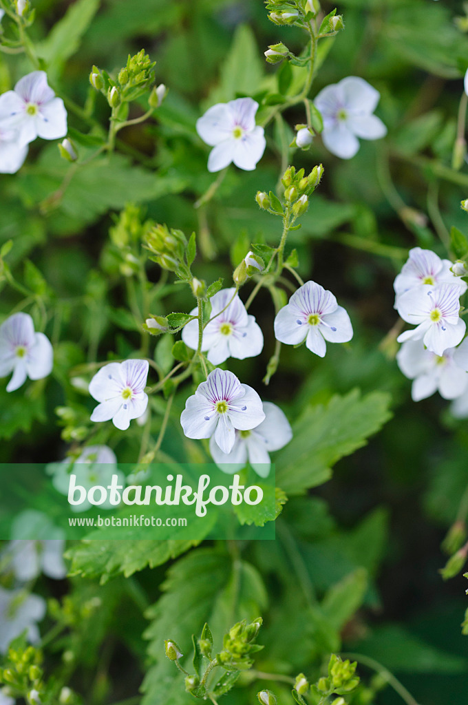 472071 - Kaukasischer Ehrenpreis (Veronica caucasica)