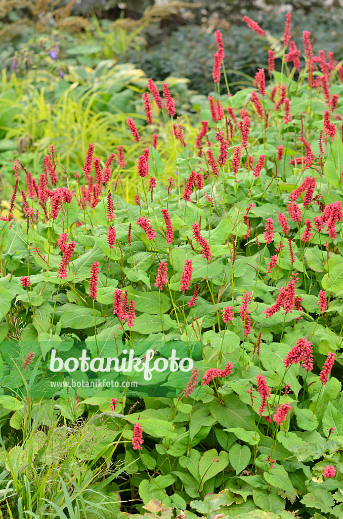 525146 - Kerzenknöterich (Bistorta amplexicaulis syn. Polygonum amplexicaule)