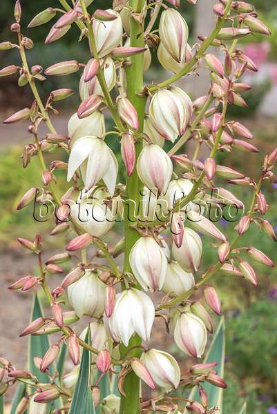 638393 - Kerzenpalmlilie (Yucca gloriosa 'Variegata')