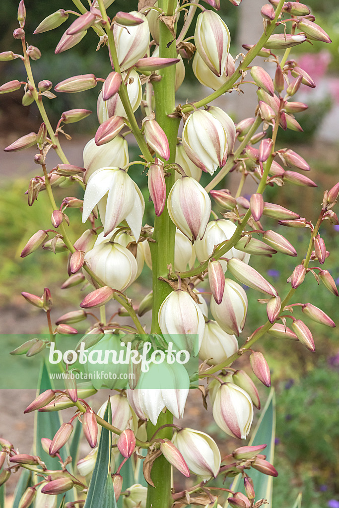 638393 - Kerzenpalmlilie (Yucca gloriosa 'Variegata')