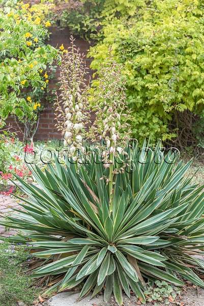 638394 - Kerzenpalmlilie (Yucca gloriosa 'Variegata')
