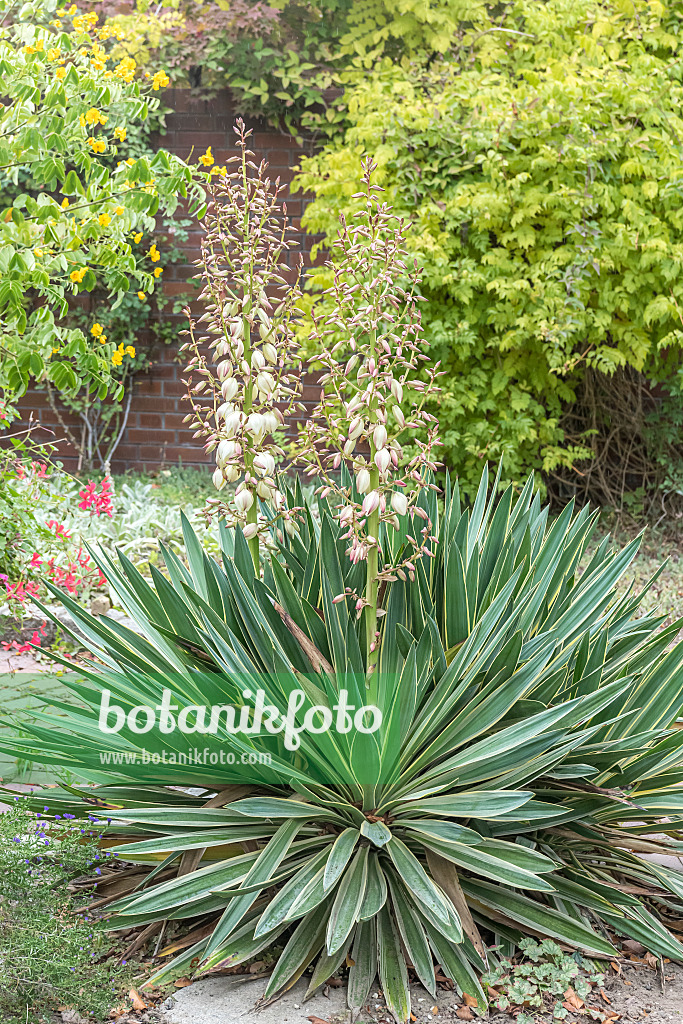 638394 - Kerzenpalmlilie (Yucca gloriosa 'Variegata')