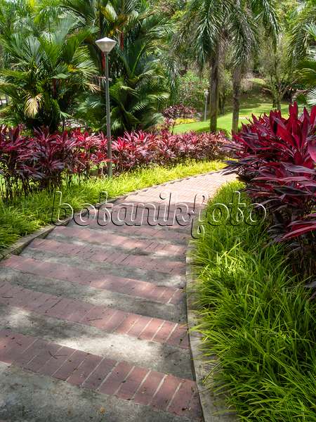 411098 - Keulenlilie (Cordyline fruticosa) und Rotstielpalme (Cyrtostachys renda), Woodlands Town Garden, Singapur