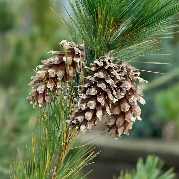 517274 - Kiefer (Pinus schwerinii)