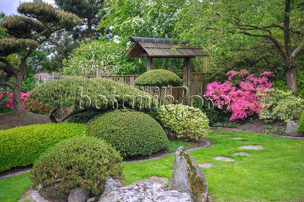 526122 - Kiefern (Pinus) und Rhododendren (Rhododendron) in einem japanischen Garten