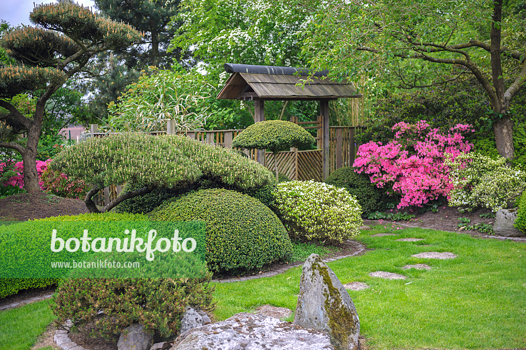 526122 - Kiefern (Pinus) und Rhododendren (Rhododendron) in einem japanischen Garten