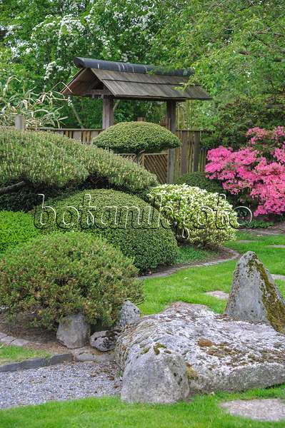 526123 - Kiefern (Pinus) und Rhododendren (Rhododendron) in einem japanischen Garten