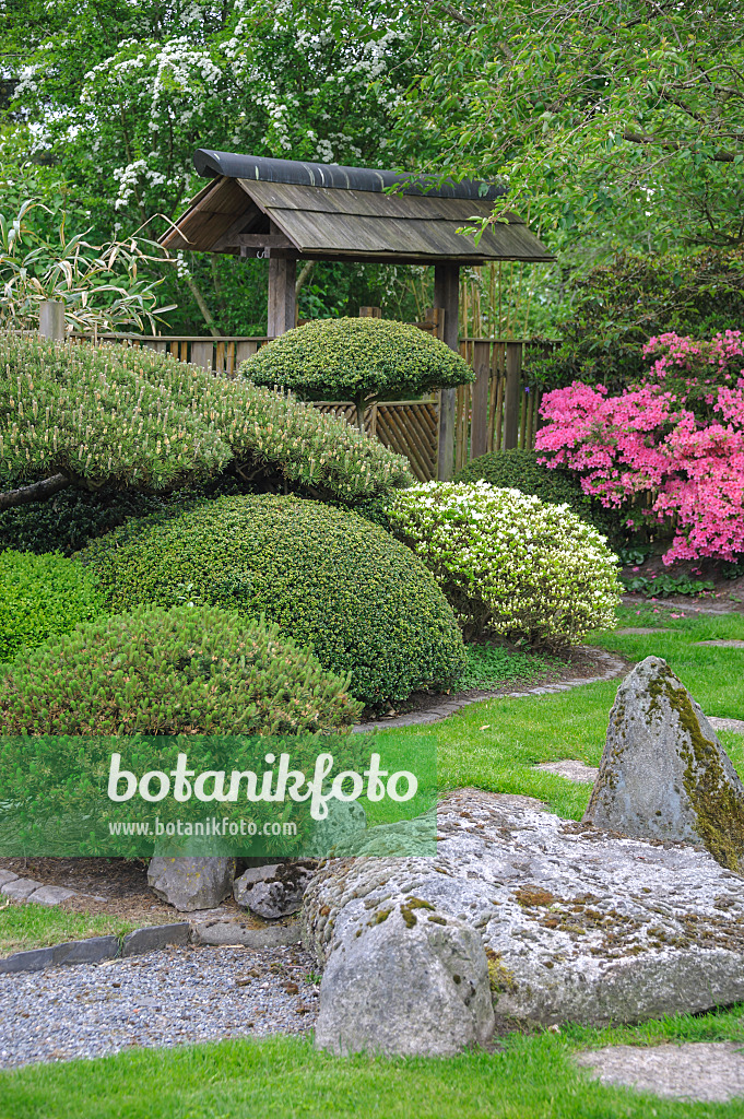 526123 - Kiefern (Pinus) und Rhododendren (Rhododendron) in einem japanischen Garten