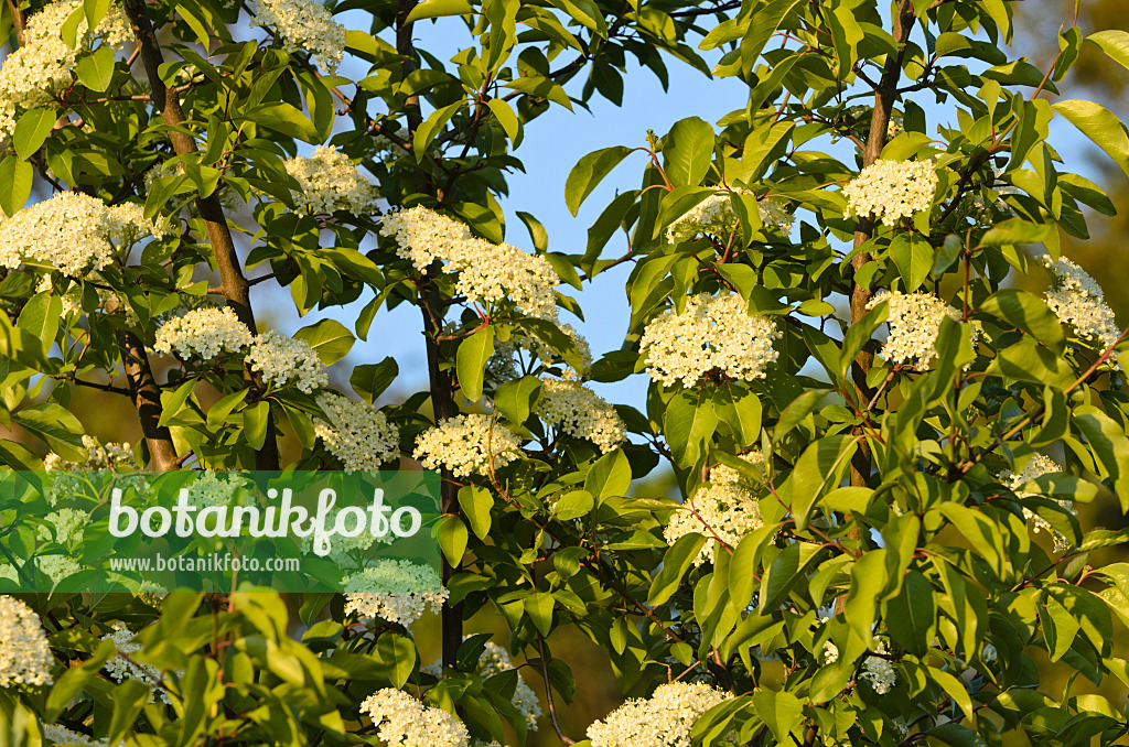 496039 - Kirschblättriger Schneeball (Viburnum prunifolium)