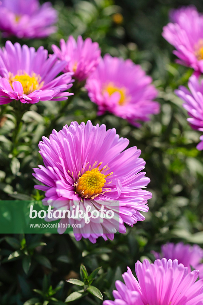 489088 - Kissenaster (Aster dumosus 'Rosenwichtel')