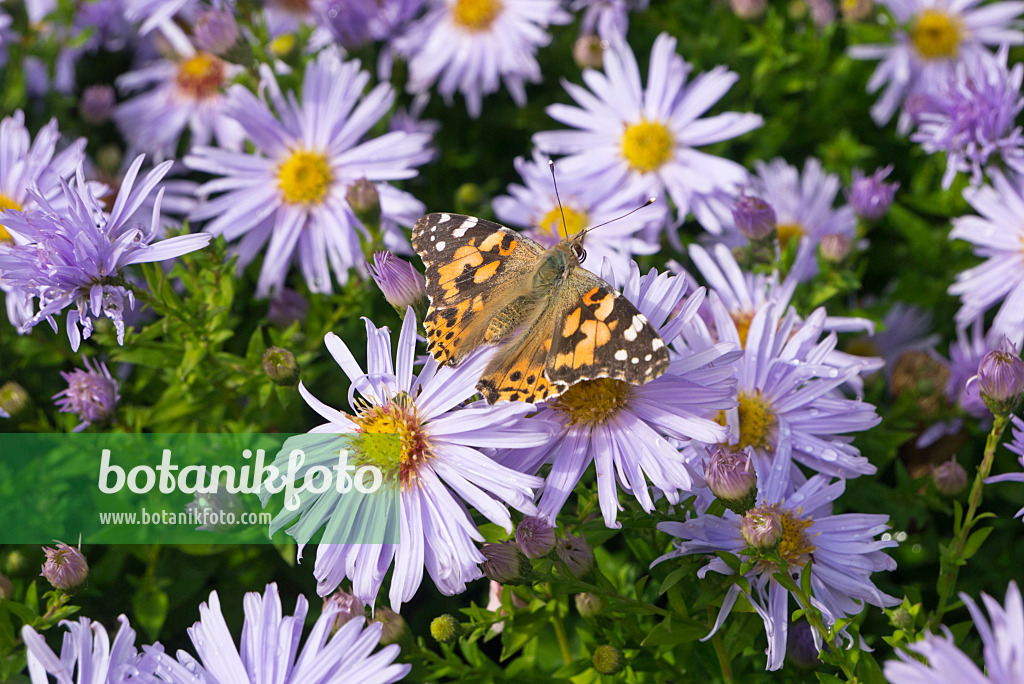 609039 - Kissenaster (Aster dumosus 'Silberteppich') und Distelfalter (Vanessa cardui)