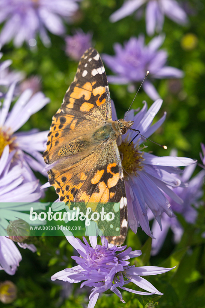 609040 - Kissenaster (Aster dumosus 'Silberteppich') und Distelfalter (Vanessa cardui)