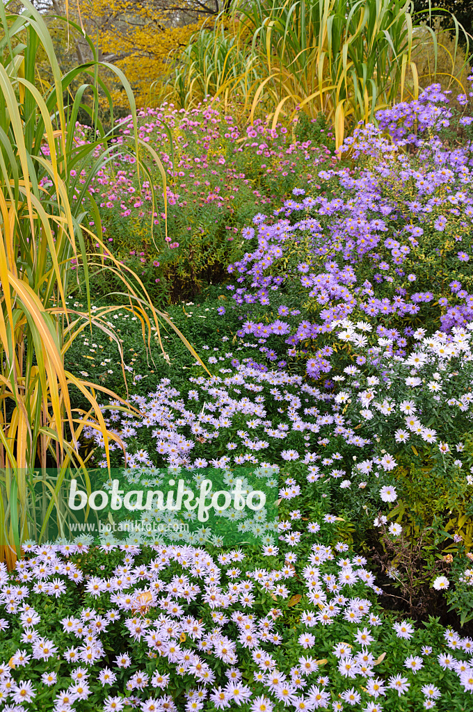 489137 - Kissenaster (Aster dumosus 'Silberteppich') und Neubelgien-Aster (Aster novi-belgii 'Porzellan' und Aster novi-belgii 'Dauerblau')