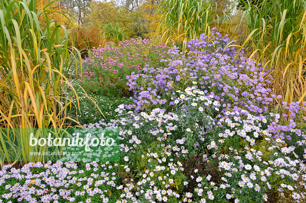 489138 - Kissenaster (Aster dumosus 'Silberteppich') und Neubelgien-Aster (Aster novi-belgii 'Porzellan' und Aster novi-belgii 'Dauerblau')