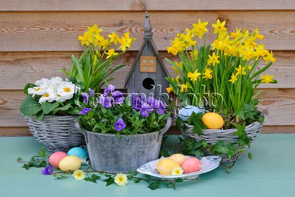 479056 - Kissenprimeln (Primula vulgaris syn. Primula acaulis), Narzissen (Narcissus) und Hornveilchen (Viola cornuta) mit Vogelhaus