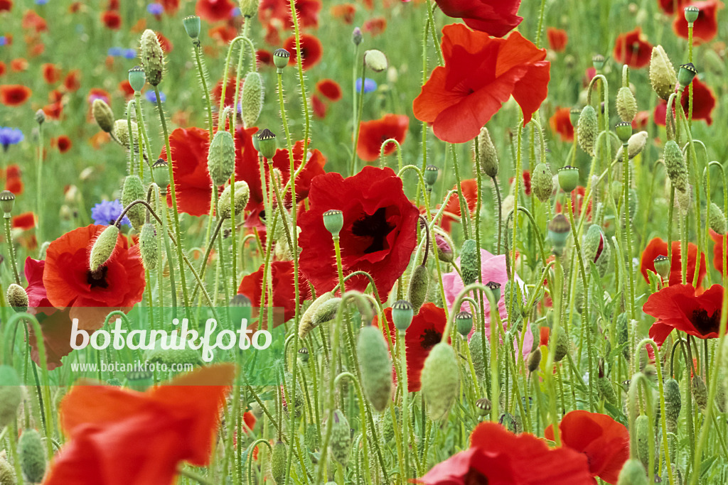 436201 - Klatschmohn (Papaver rhoeas)