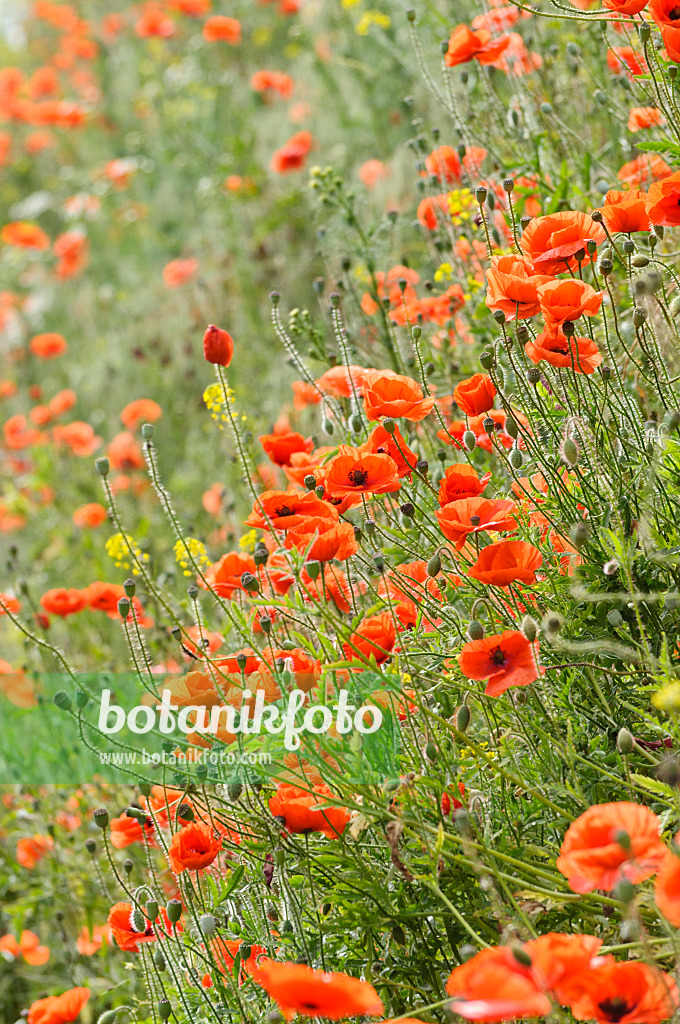 485072 - Klatschmohn (Papaver rhoeas)