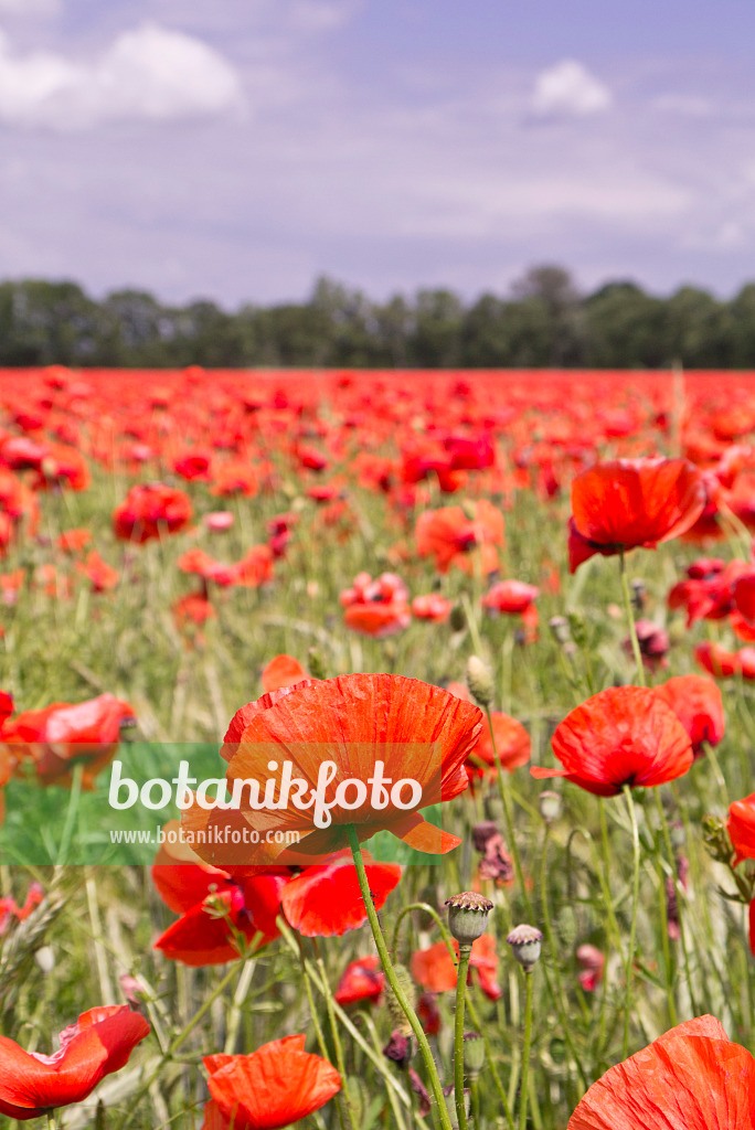 572113 - Klatschmohn (Papaver rhoeas)