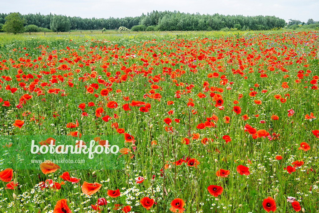 625039 - Klatschmohn (Papaver rhoeas)