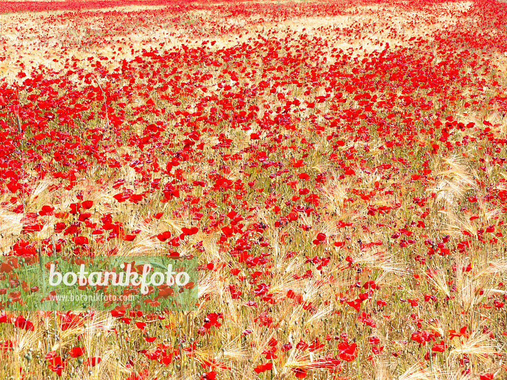 486239 - Klatschmohn (Papaver rhoeas) und Kulturgerste (Hordeum vulgare)