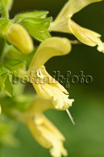 536150 - Klebriger Salbei (Salvia glutinosa)
