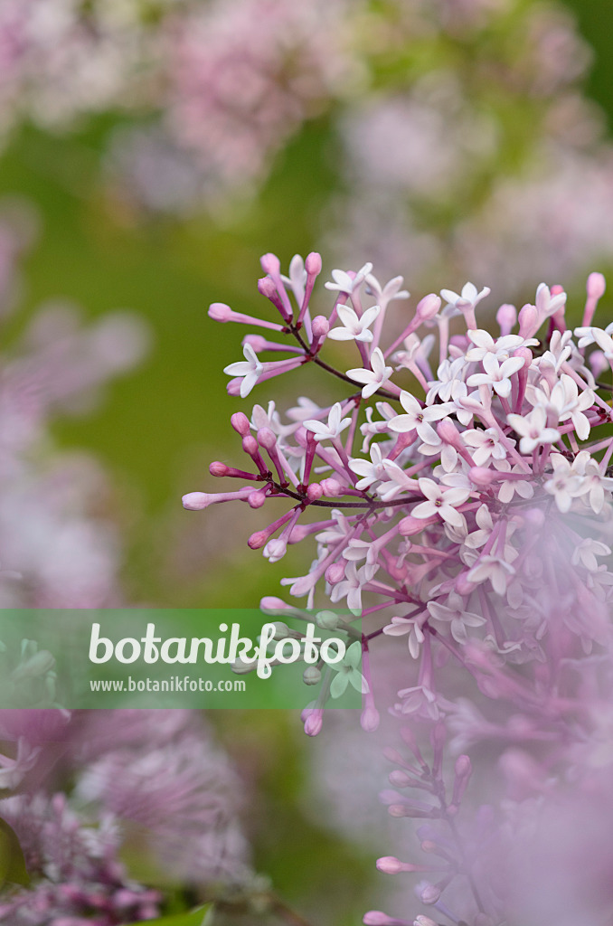 520194 - Kleinblättriger Flieder (Syringa microphylla)