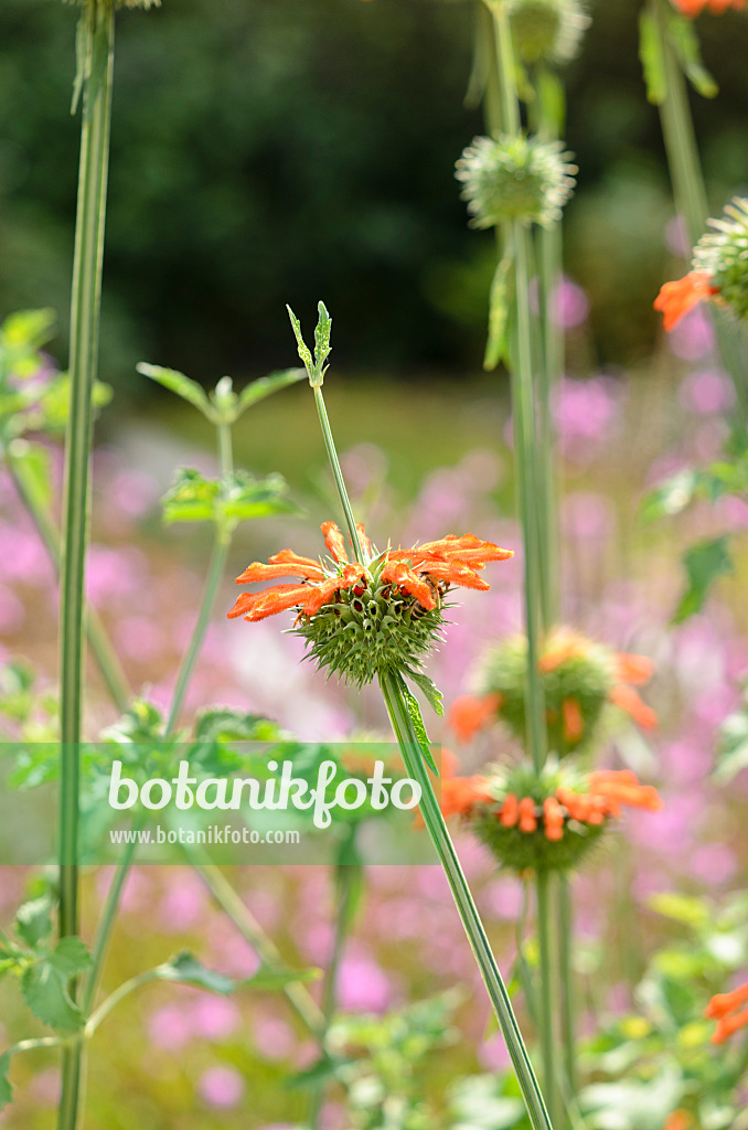 536008 - Kleinblättriges Löwenohr (Leonotis nepetifolia)