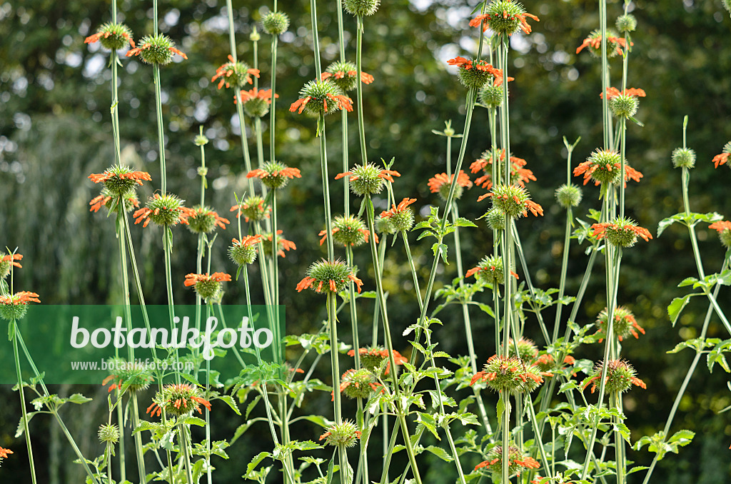 536009 - Kleinblättriges Löwenohr (Leonotis nepetifolia)