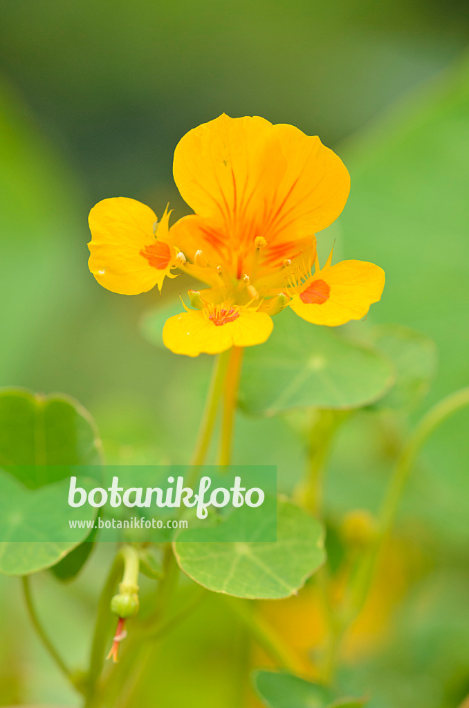 534467 - Kleine Kapuzinerkresse (Tropaeolum minus)