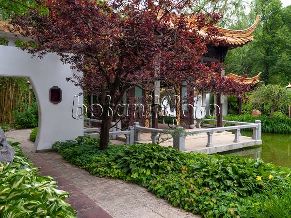 426090 - Kleine Pagode mit Holzterrasse und Teich, Chinesischer Garten, Westpark, München, Deutschland