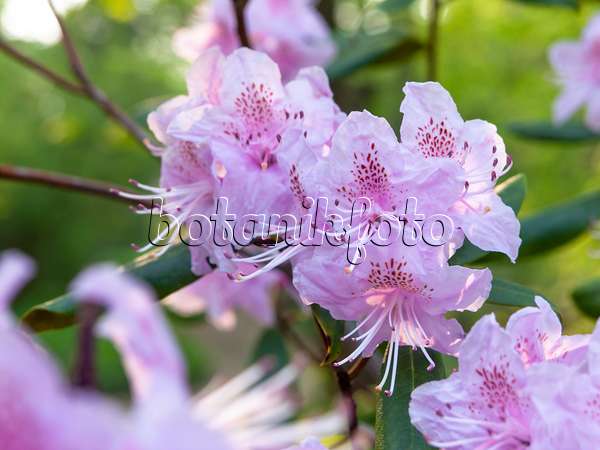 437172 - Kleiner Rhododendron (Rhododendron minus)