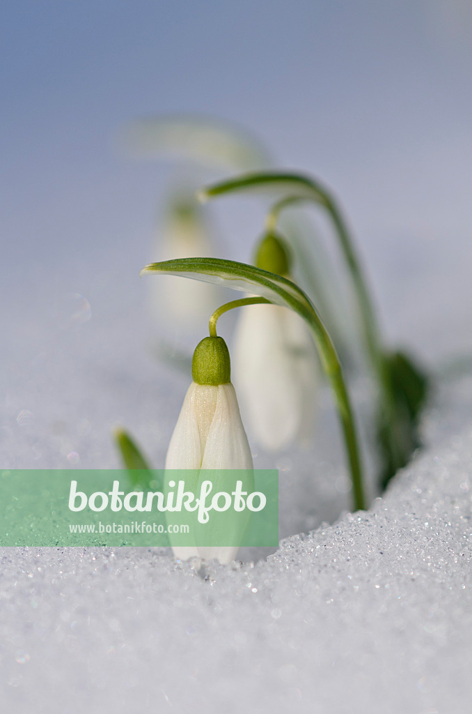 518113 - Kleines Schneeglöckchen (Galanthus nivalis)