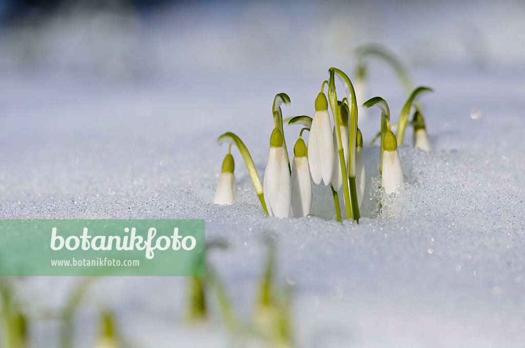 518116 - Kleines Schneeglöckchen (Galanthus nivalis)