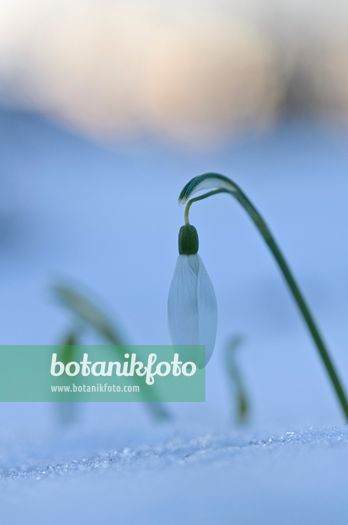 518131 - Kleines Schneeglöckchen (Galanthus nivalis)