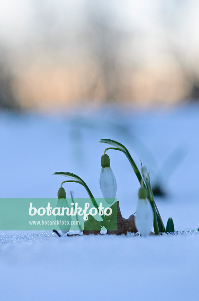 518132 - Kleines Schneeglöckchen (Galanthus nivalis)