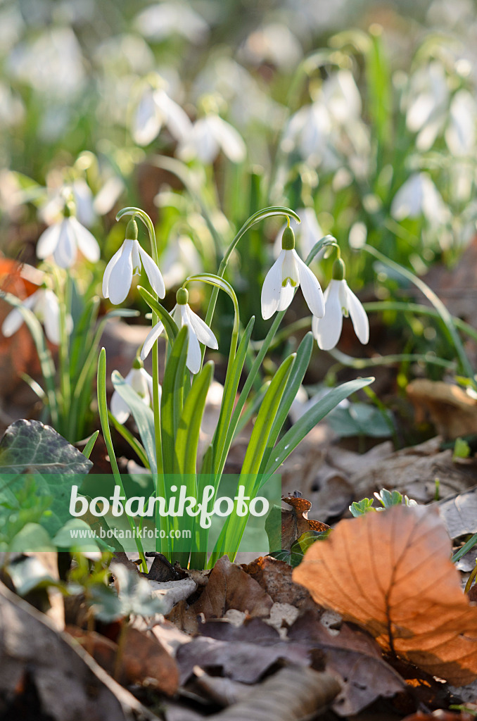 519009 - Kleines Schneeglöckchen (Galanthus nivalis)