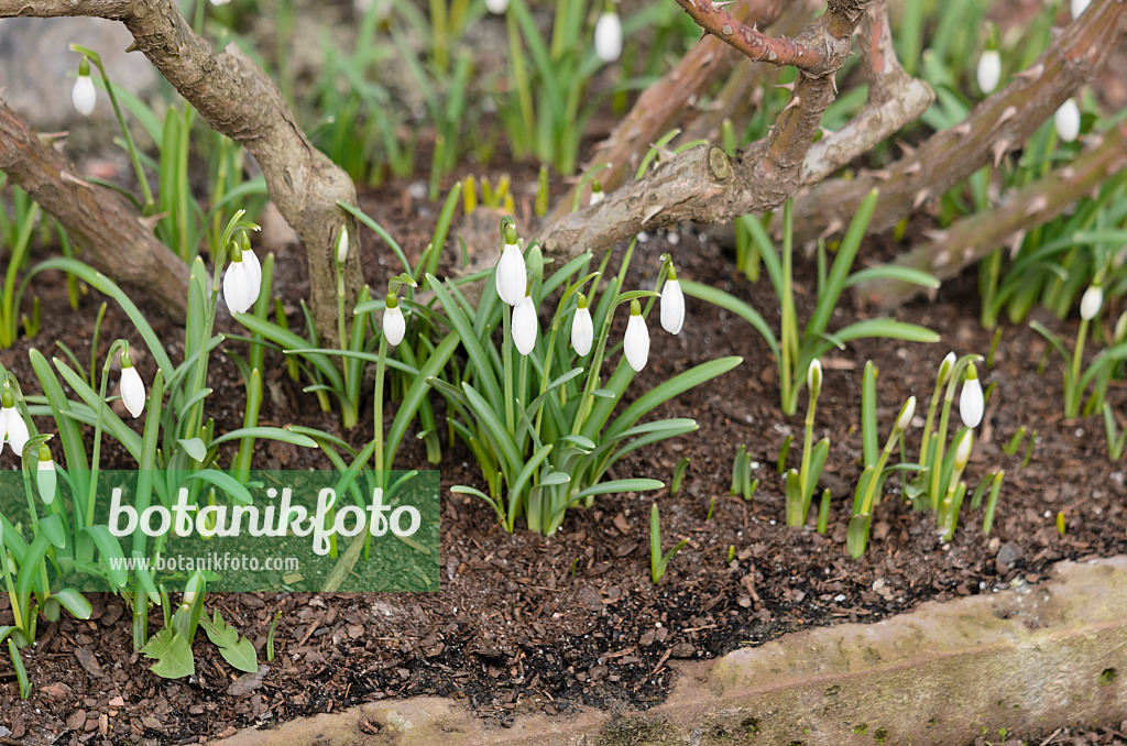 529036 - Kleines Schneeglöckchen (Galanthus nivalis)