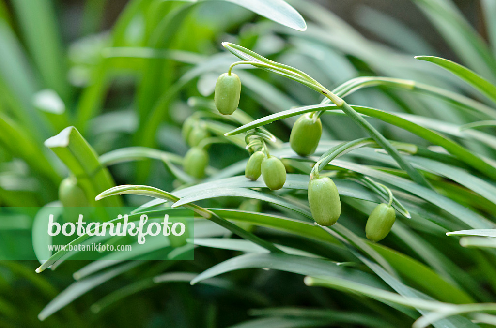 531015 - Kleines Schneeglöckchen (Galanthus nivalis)